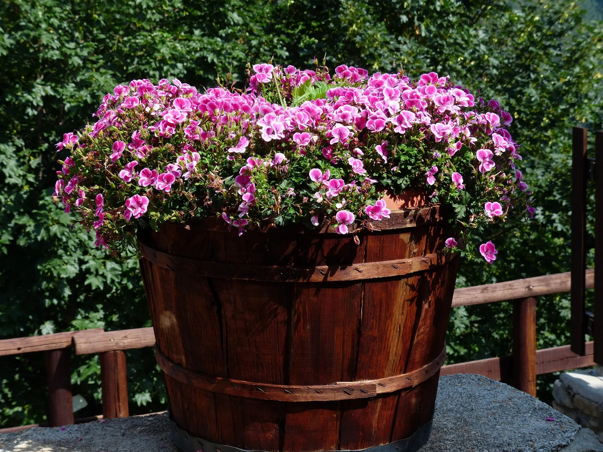 Pelargonium endlicherianum <br>ENDLICHER'S GERANIUM - Image 2