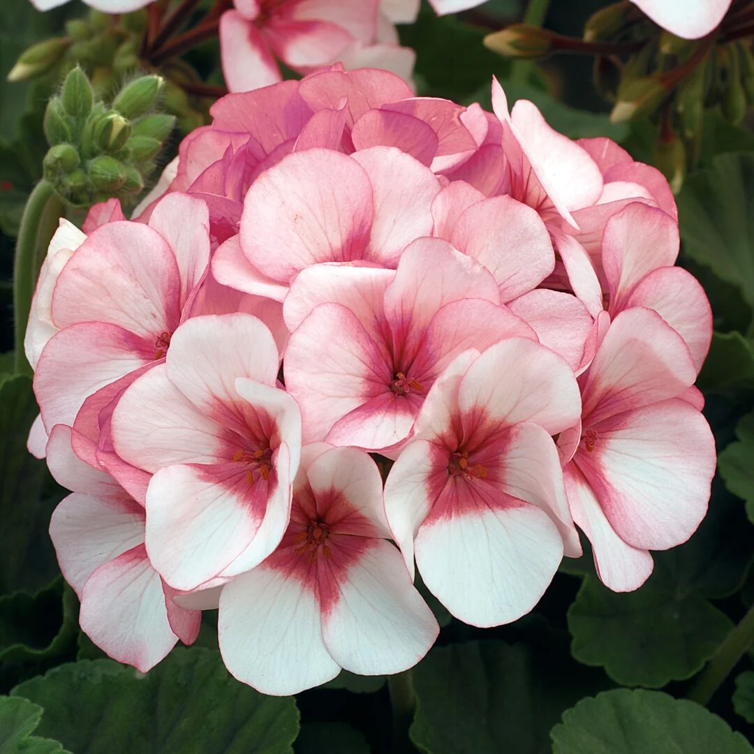 Pelargonium hortorum <br>GERANIUM MAVERICK STAR - Image 2