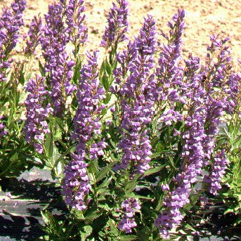 Penstemon cobaea <br>NATIVE COBAEA BEARDTONGUE