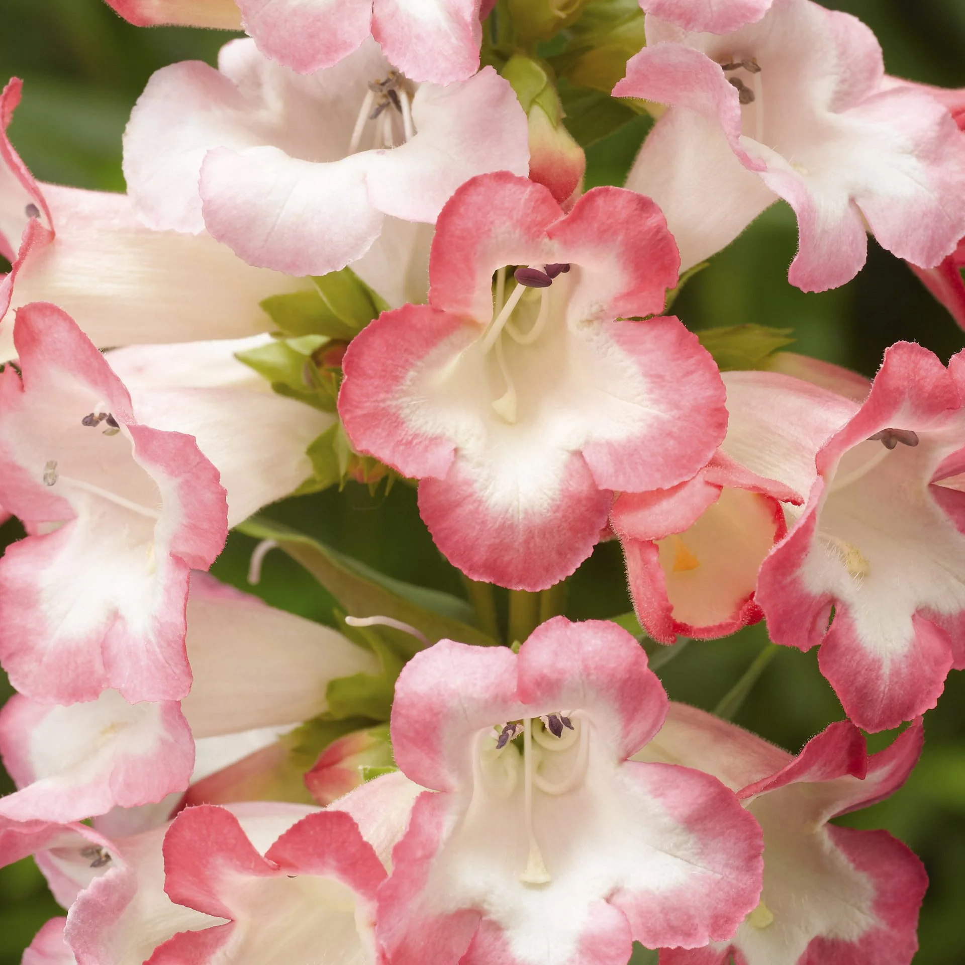 Penstemon hartwegii <br>ARABESQUE PINK BEARDTONGUE