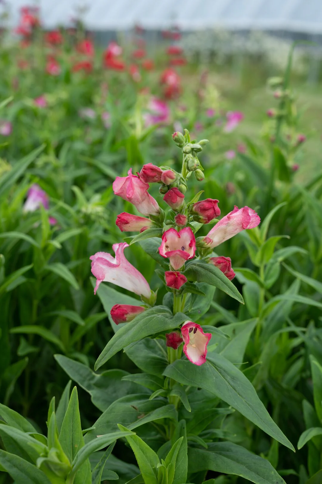 Penstemon hartwegii <br>ARABESQUE PINK BEARDTONGUE - Image 2