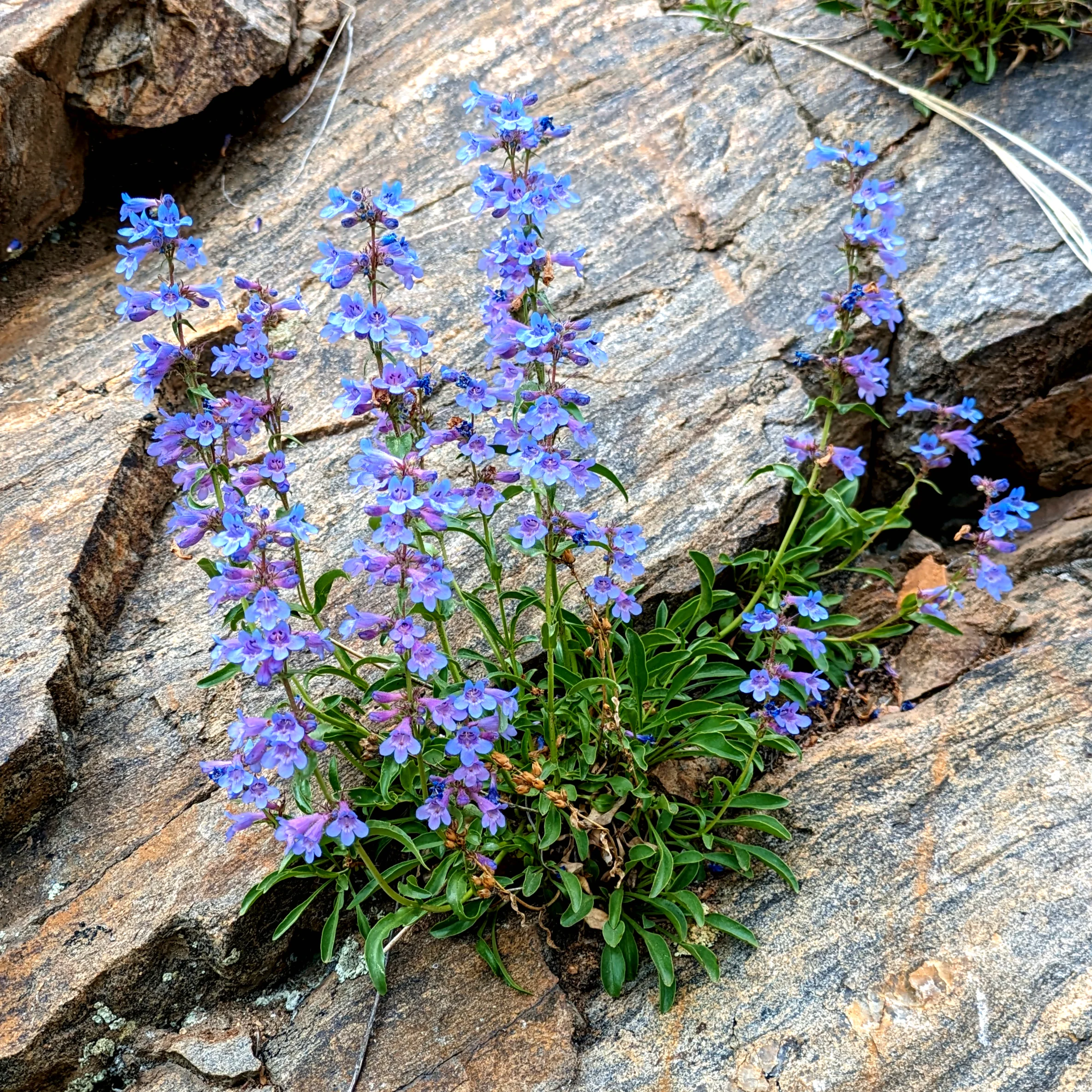 Penstemon virens <br>BLUE MIST BEARDTONGUE
