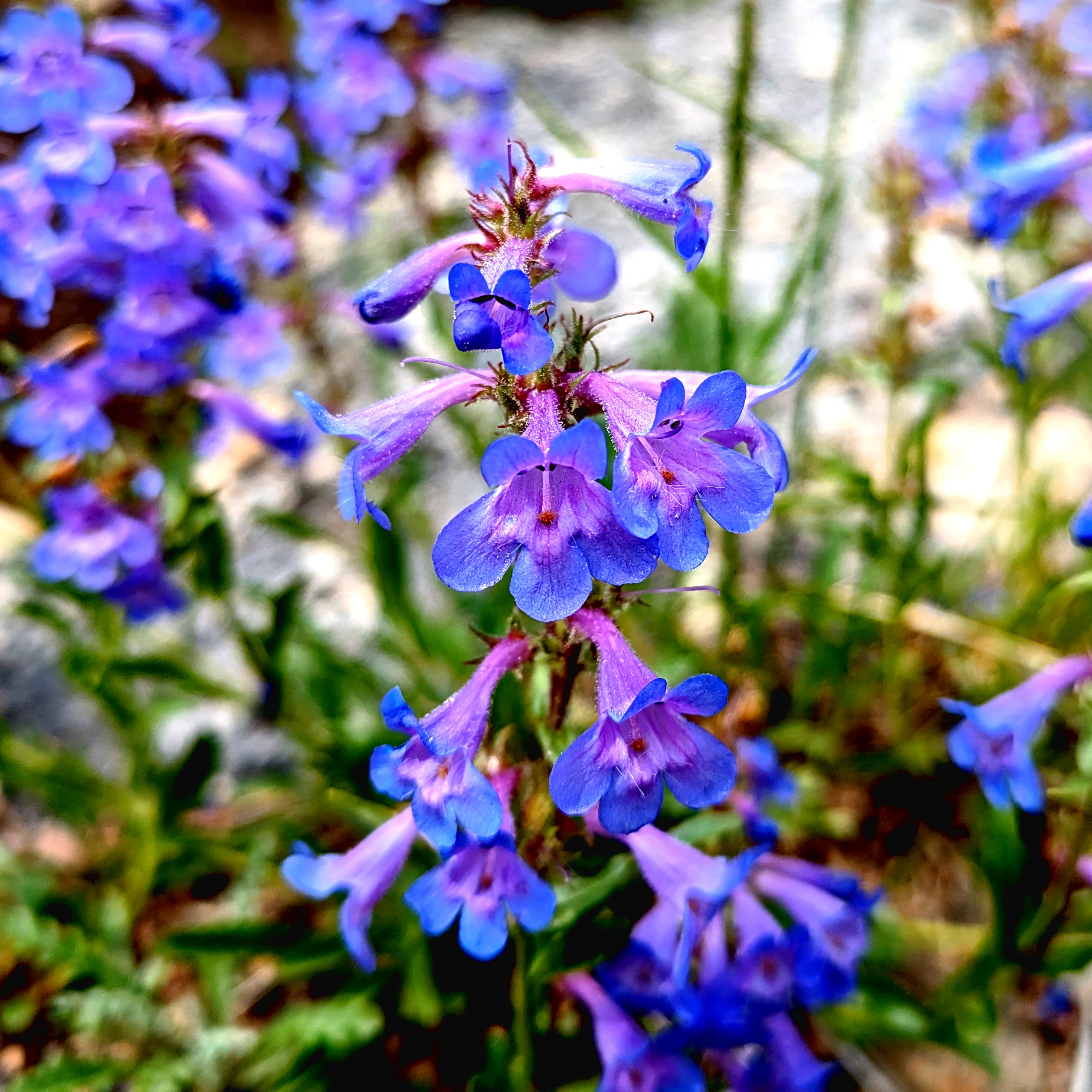Penstemon virens <br>BLUE MIST BEARDTONGUE - Image 2