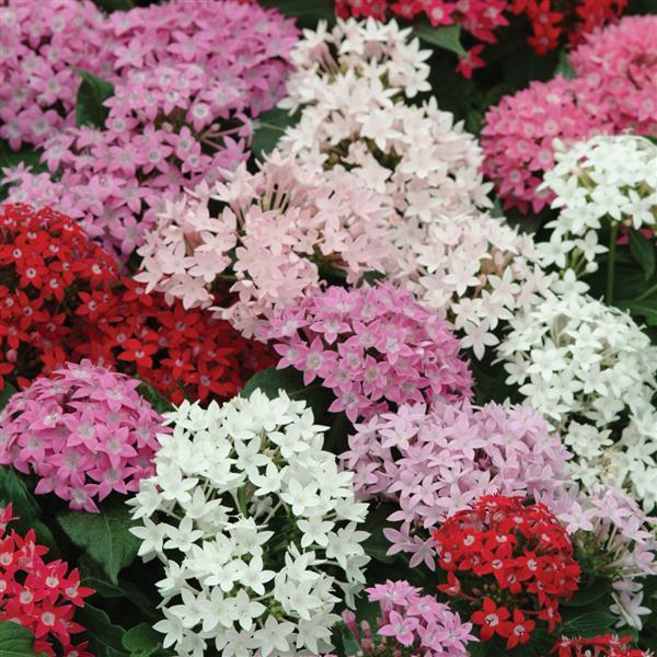 Pentas lanceolata <br>PENTAS BUTTERFLY MIX, STAR CLUSTER