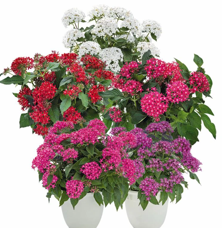 Pentas lanceolata <br>PENTAS GRAFFITI SELECTED MIX, EGYPTIAN STARFLOWER