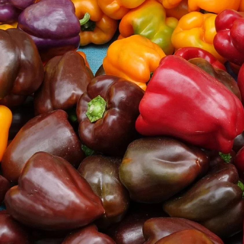 Capsicum annuum <br>MINI PEPPER SWEET 'CHOCOLATE'