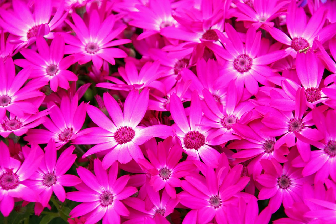 Pericallis, Senecio cruentus <br>CINERARIA MIX - Image 6