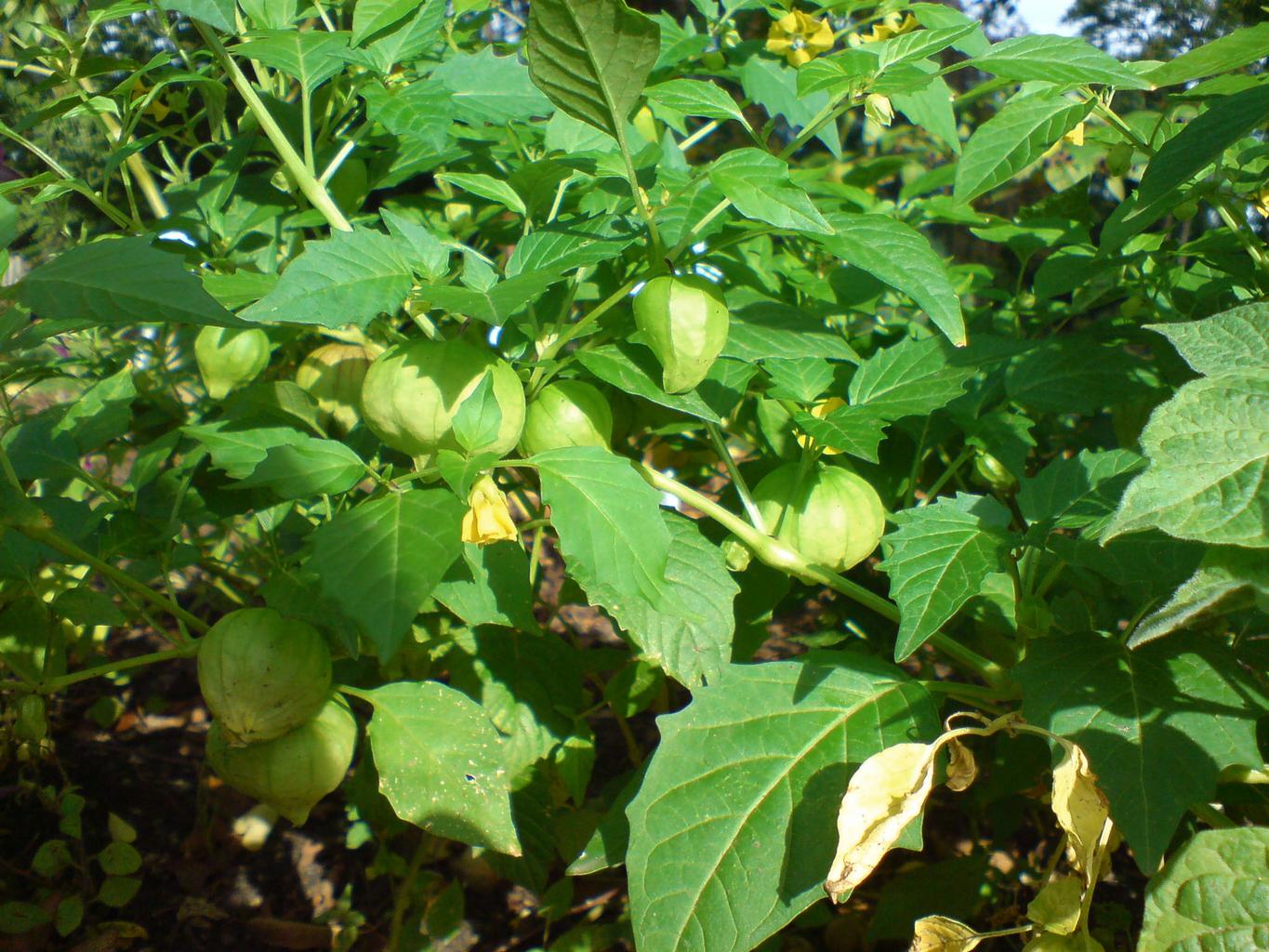 Physalis peruviana <br>PERUVIAN GROUNDCHERRY, GOOSEBERRY Husk Cherry - Image 2