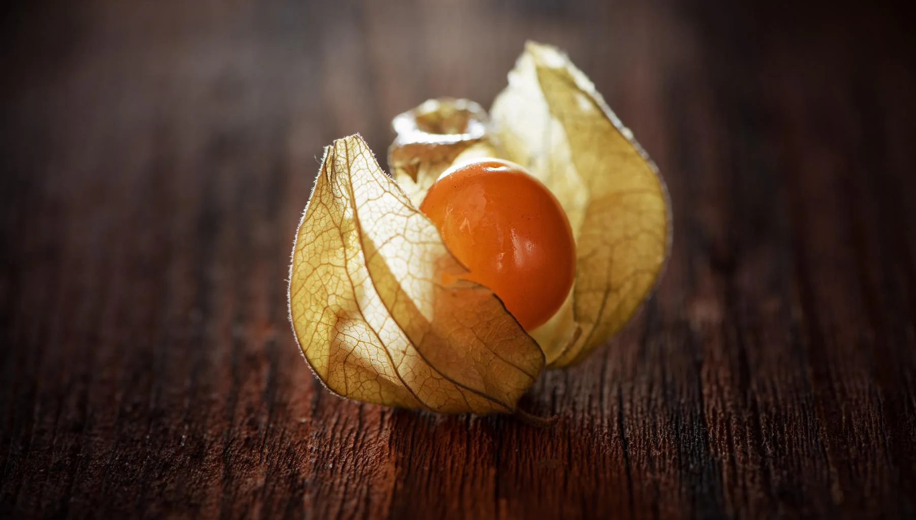 Physalis peruviana <br>PERUVIAN GROUNDCHERRY, GOOSEBERRY Husk Cherry - Image 3