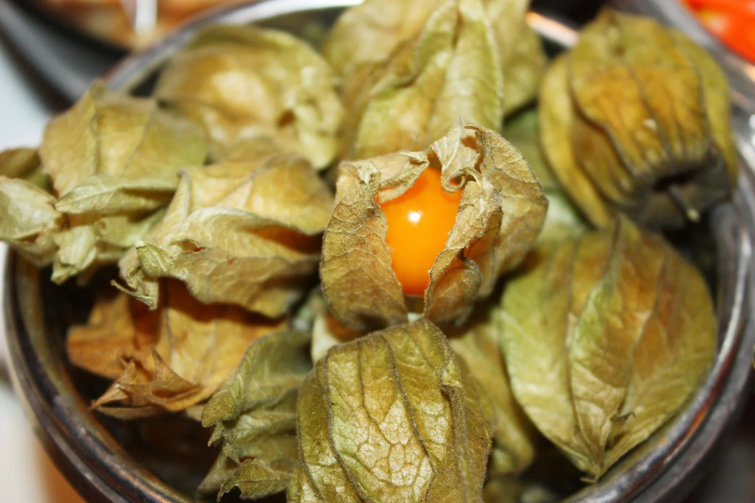 Physalis peruviana <br>PERUVIAN GROUNDCHERRY, GOOSEBERRY Husk Cherry - Image 6