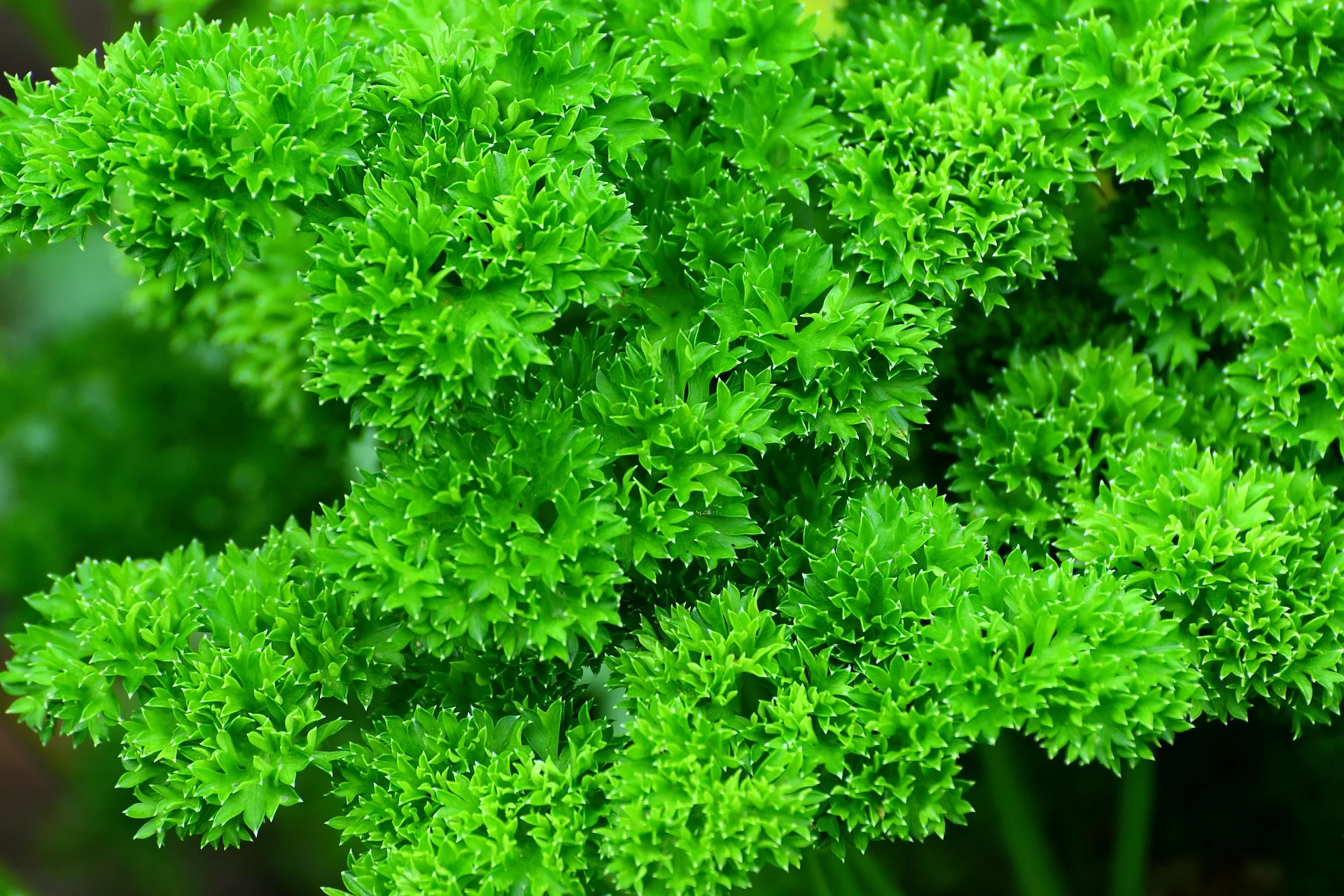 Petroselinum crispum var crispum <br>DOUBLE CURLED PARSLEY - Image 3