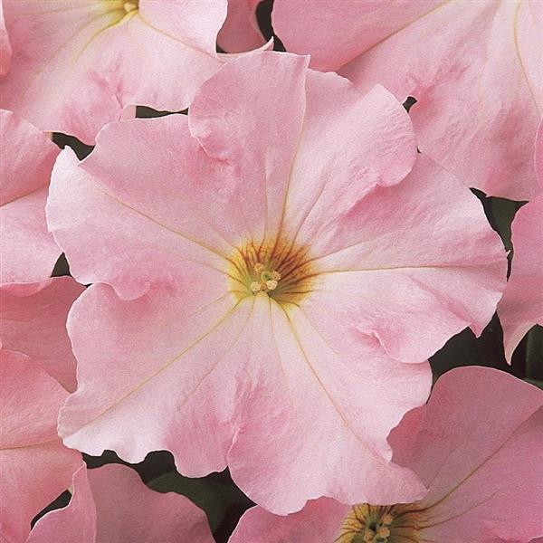 Petunia <br>PETUNIA APPLEBLOSSOM