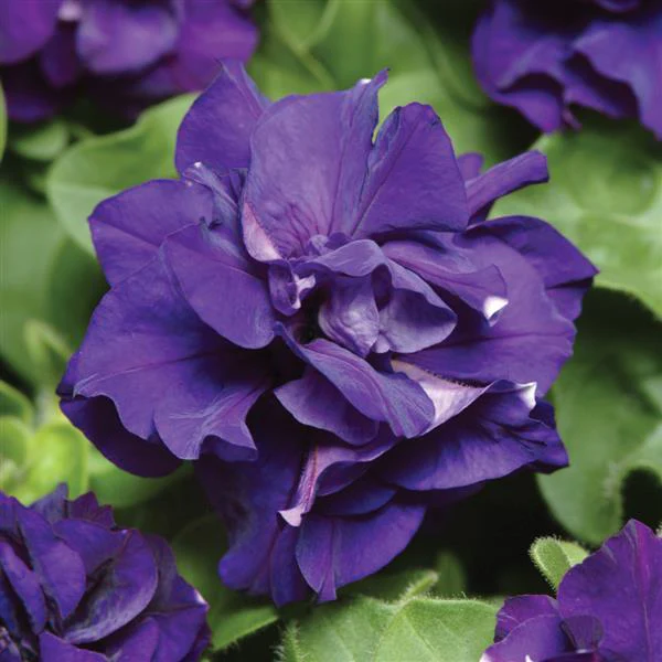 Petunia <br>PETUNIA DOUBLE BLUE