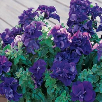 Petunia <br>PETUNIA DOUBLE BLUE - Image 2
