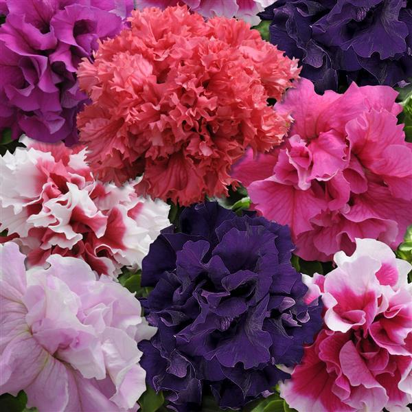 Petunia <br>PETUNIA DOUBLE GLORIOUS MIX