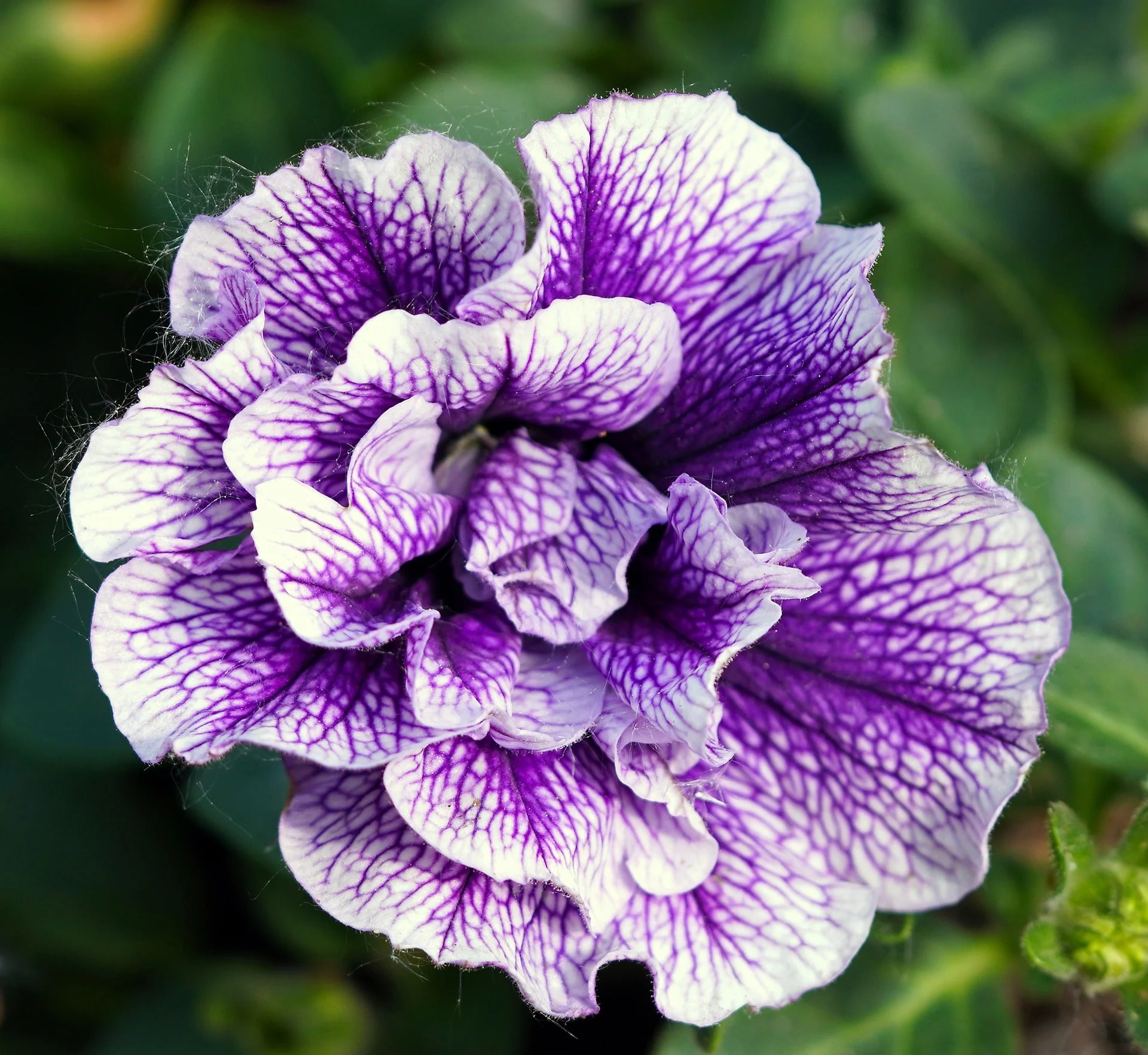 Petunia <br>PETUNIA DOUBLE GLORIOUS MIX - Image 2