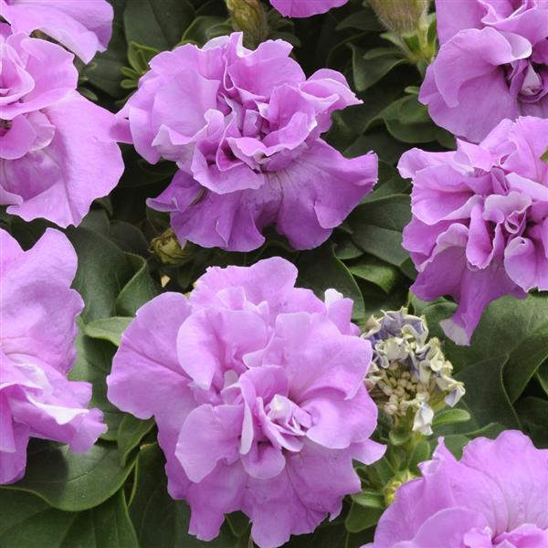 Petunia <br>PETUNIA DOUBLE LAVENDER