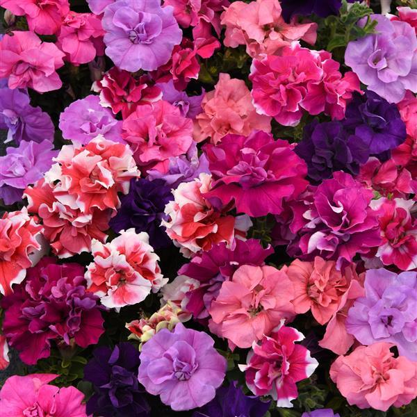 Petunia <br>PETUNIA DOUBLE MADNESS MIX