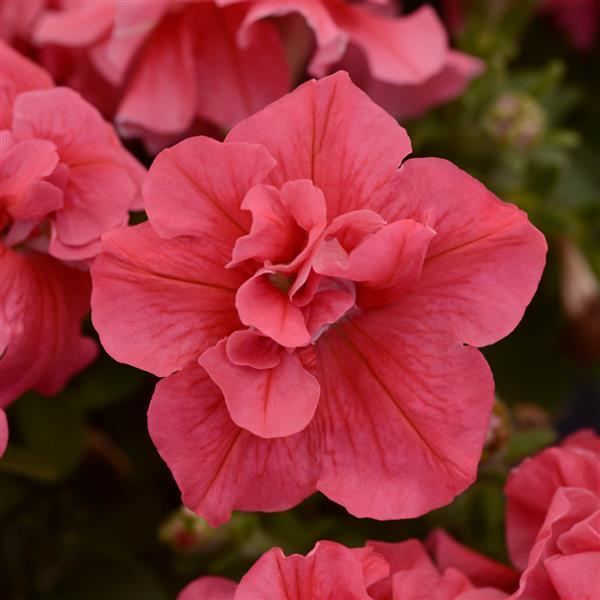 Petunia <br>PETUNIA DOUBLE SALMON