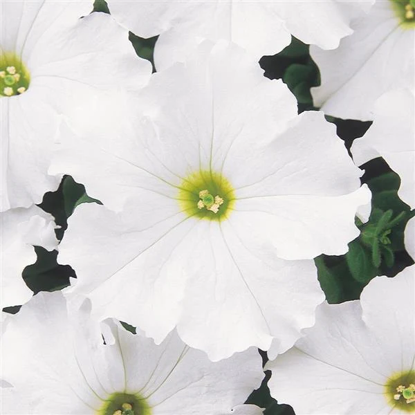 Petunia <br>PETUNIA DREAMS WHITE