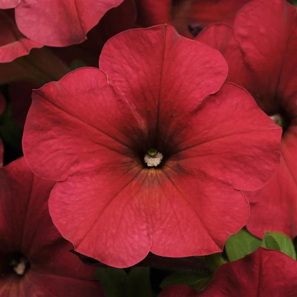 Petunia <br>PETUNIA EASY WAVE BERRY VELOUR - Image 2