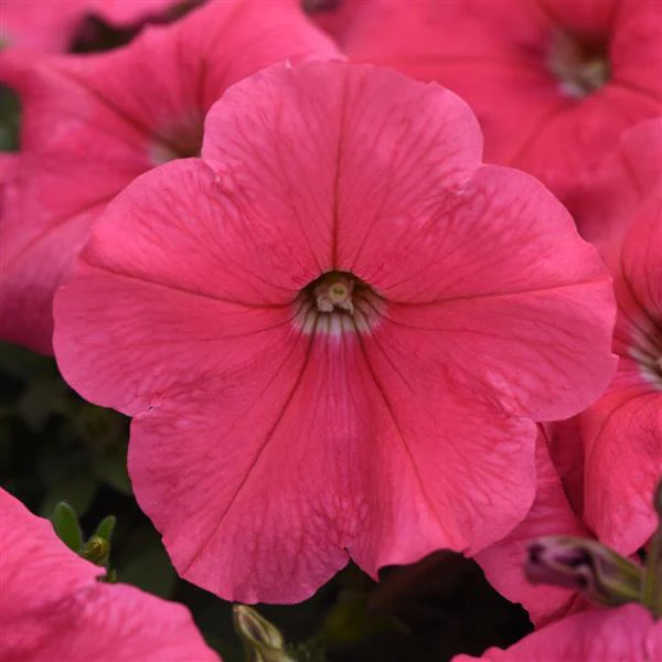 Petunia <br>PETUNIA EASY WAVE CORAL - Image 2