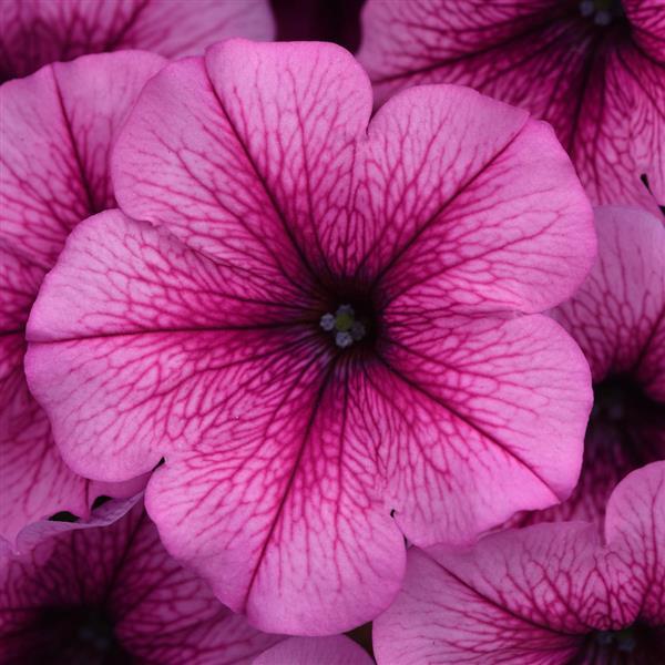 Petunia <br>PETUNIA EASY WAVE ROSE - Image 2