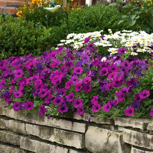 Petunia <br>PETUNIA EASY WAVE VIOLET - Image 2
