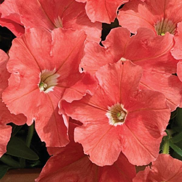 Petunia <br>PETUNIA 'PICOBELLA SALMON' - Image 2