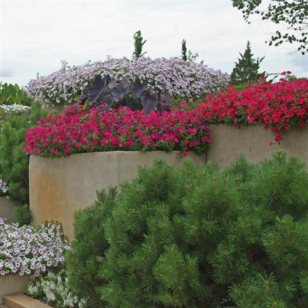 Petunia <br>PETUNIA TIDAL WAVE PURPLE CHERRY - Image 3