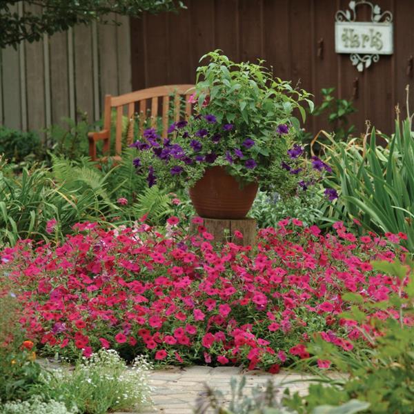 Petunia <br>PETUNIA TIDAL WAVE PURPLE CHERRY - Image 4