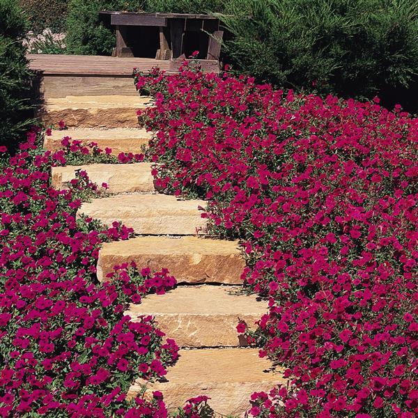 Petunia <br>PETUNIA TIDAL WAVE PURPLE CHERRY - Image 5