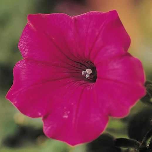 Petunia <br>PETUNIA TIDAL WAVE PURPLE CHERRY - Image 6