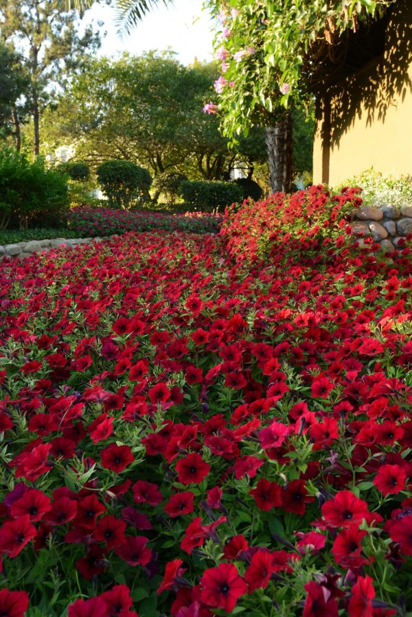 Petunia <br>PETUNIA 'TIDAL WAVE RED VELOUR' - Image 2