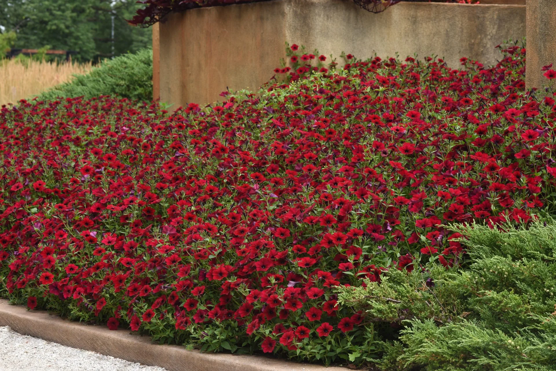 Petunia <br>PETUNIA 'TIDAL WAVE RED VELOUR' - Image 3