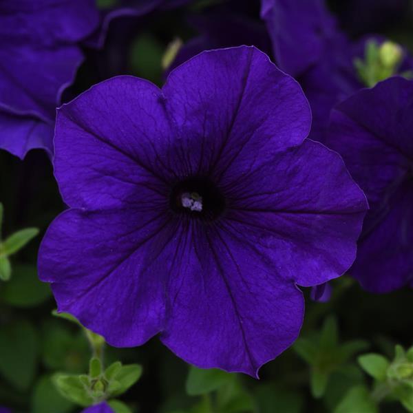 Petunia <br>PETUNIA EASY WAVE BLUE