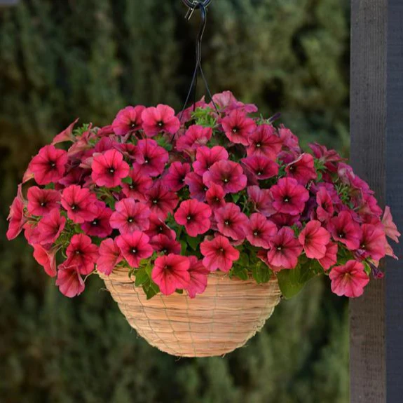 Petunia <br>PETUNIA WAVE MIX