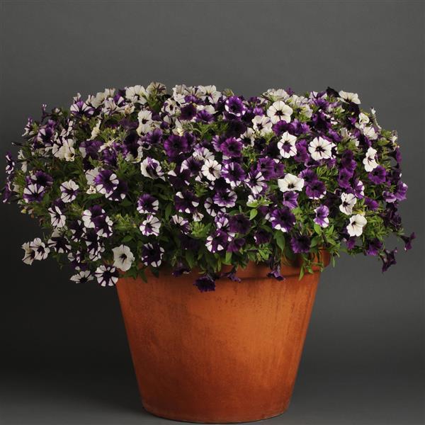 Petunia <br>PETUNIA WAVE MIX - Image 10