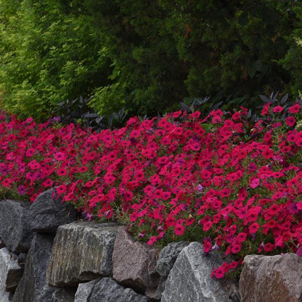 Petunia <br>PETUNIA WAVE MIX - Image 11