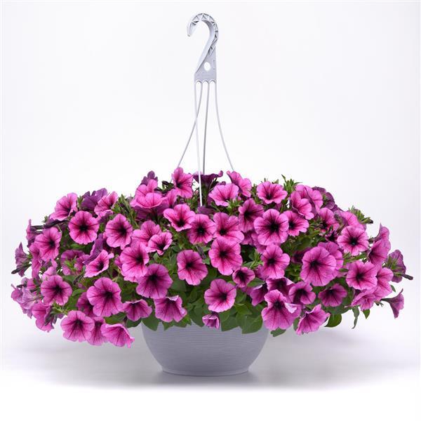 Petunia <br>PETUNIA WAVE MIX - Image 2