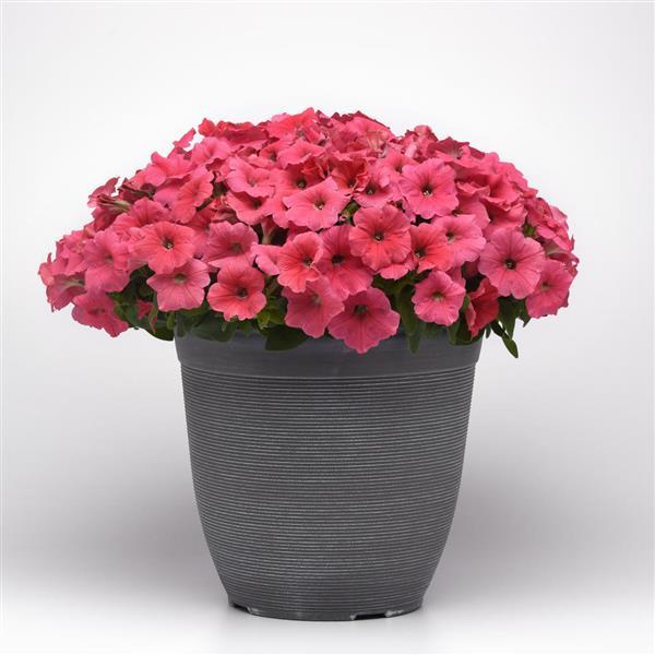 Petunia <br>PETUNIA WAVE MIX - Image 3