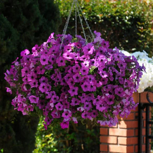 Petunia <br>PETUNIA WAVE MIX - Image 4