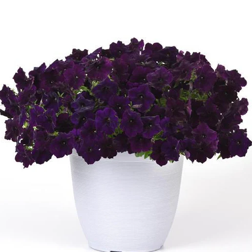 Petunia <br>PETUNIA WAVE MIX - Image 5