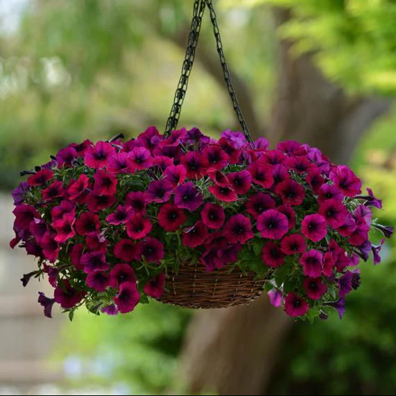 Petunia <br>PETUNIA WAVE MIX - Image 6