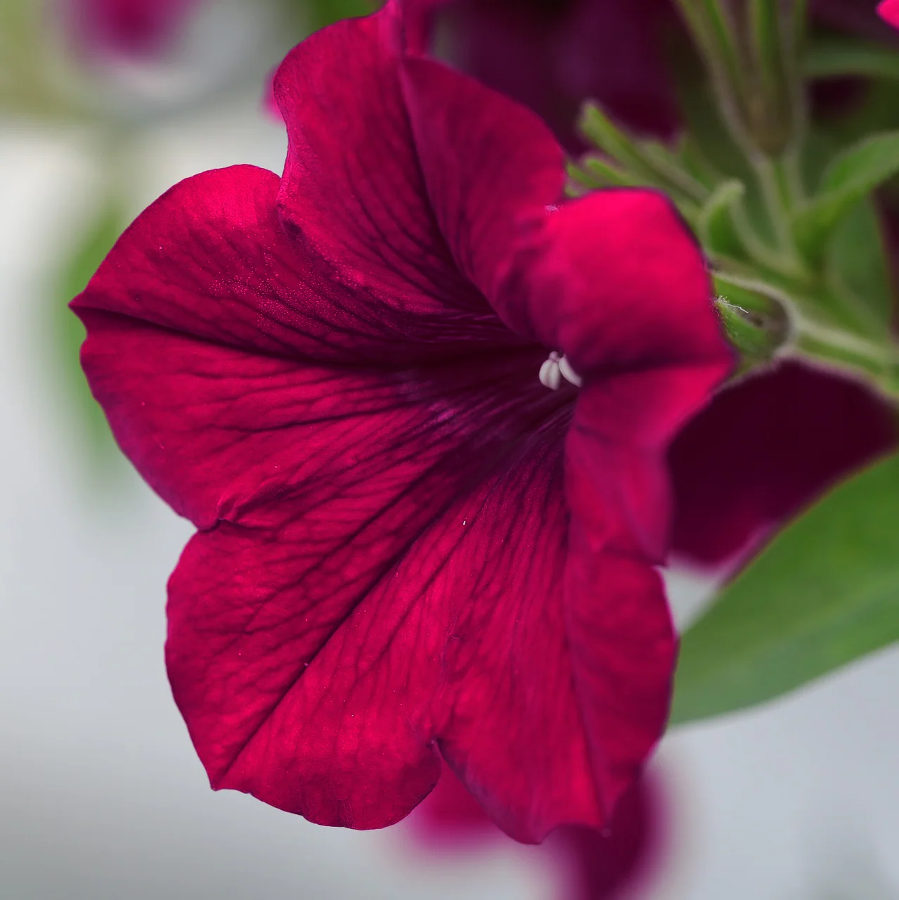 Petunia <br>PETUNIA WAVE MIX - Image 9