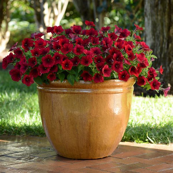 Petunia <br>PETUNIA 'EASY WAVE RED VELOUR' - Image 2