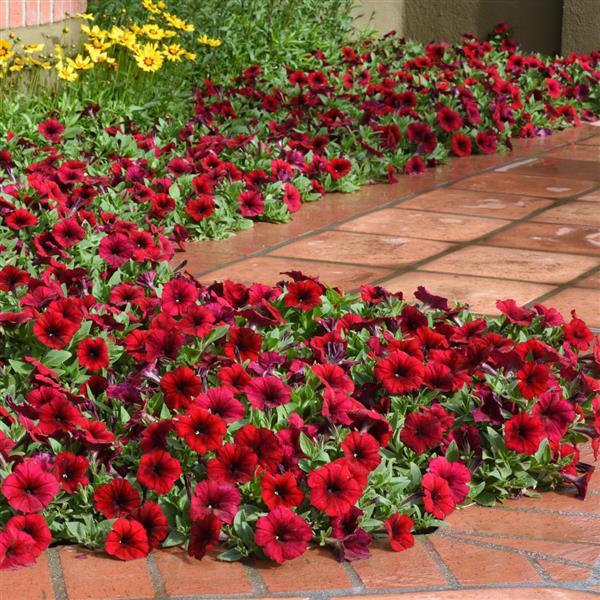 Petunia <br>PETUNIA 'EASY WAVE RED VELOUR' - Image 3