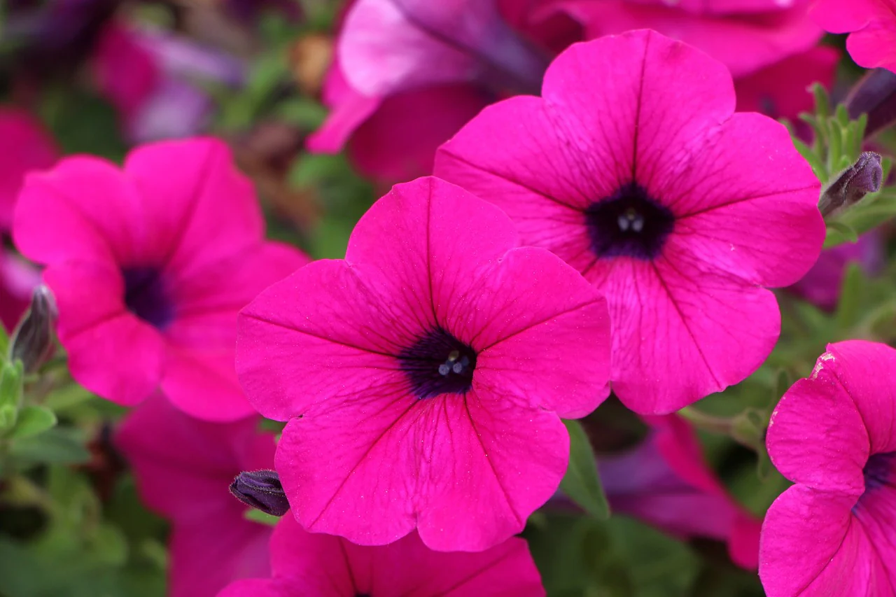 Petunia violacea shanin <br>WILD PETUNIA - Image 2