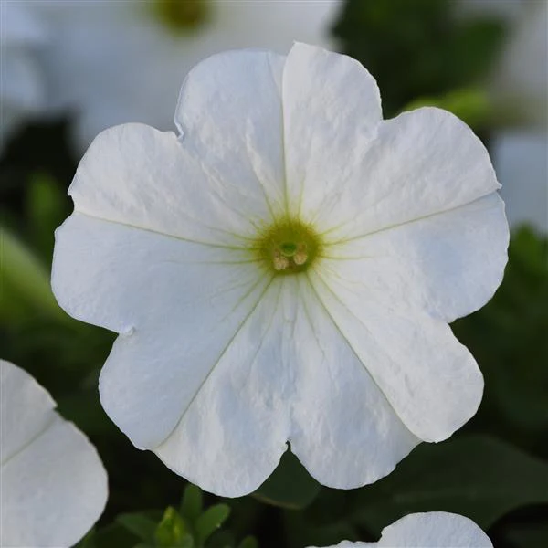 Petunia <br>PETUNIA MADNESS WHITE - Image 2