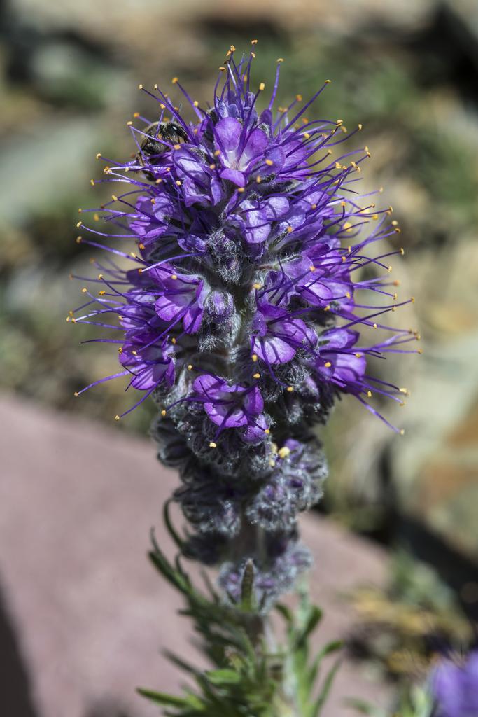 Phacelia sericea <br>PURPLE FRINGE, SILKY SCORPIONWEED